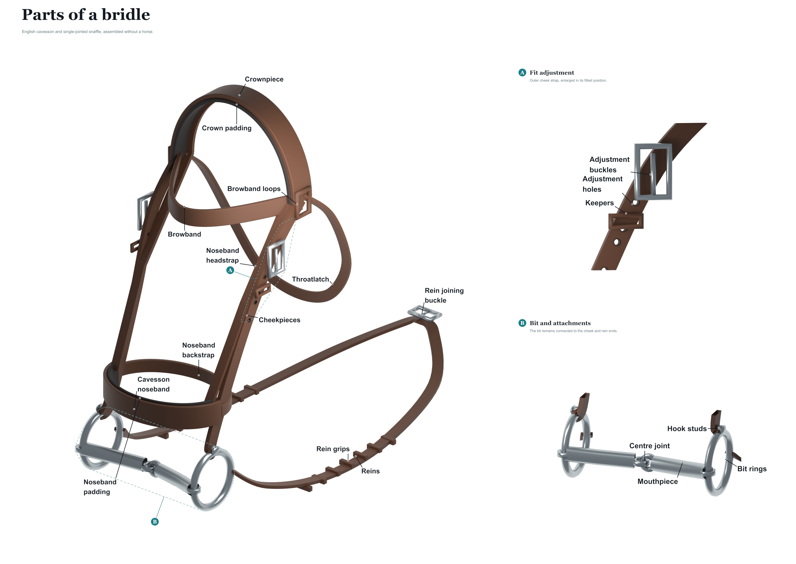 parts of a bridle diagram