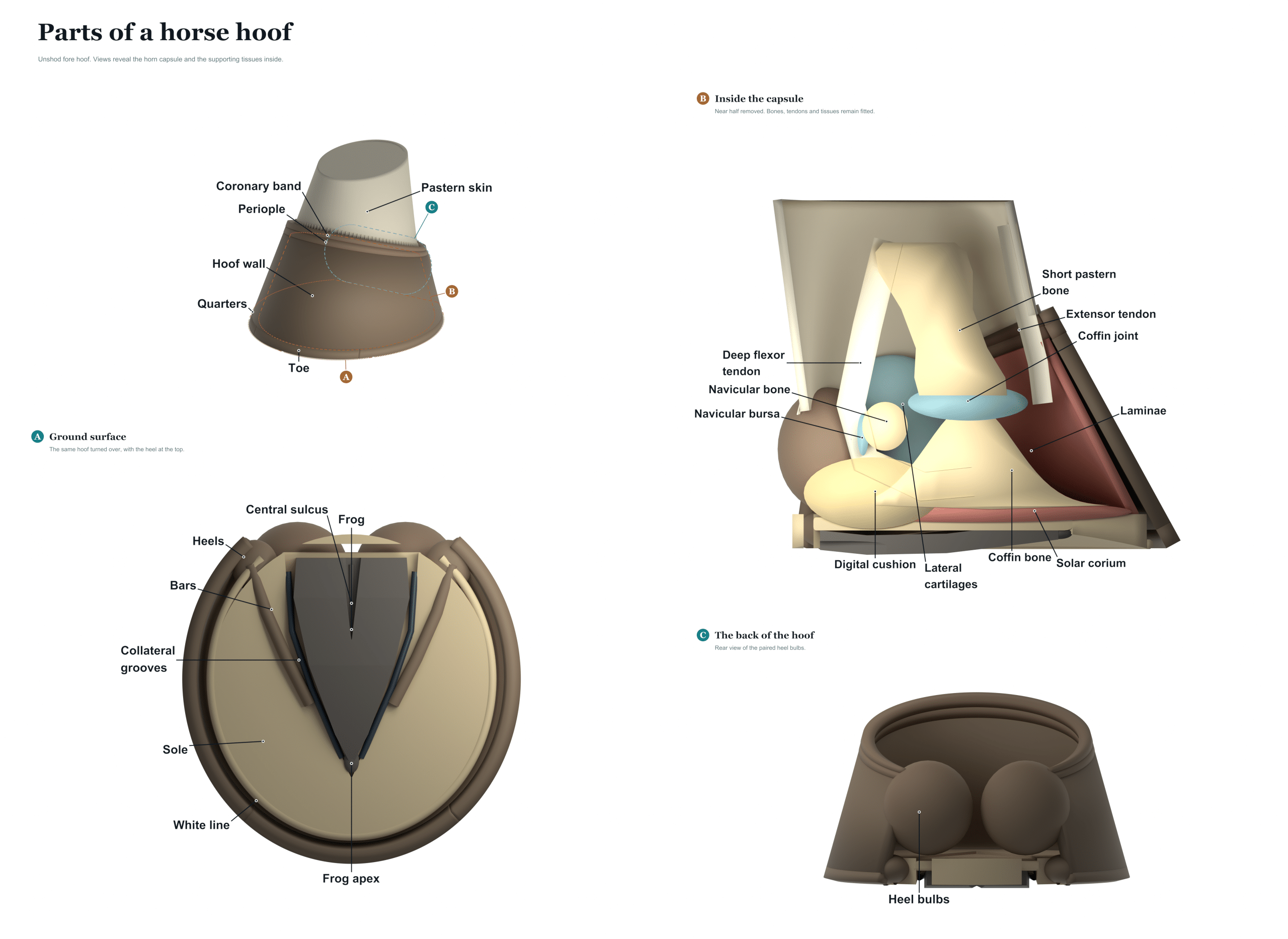 parts of a horse hoof diagram